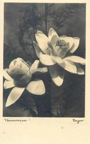 Flora Begro Foto water lilies