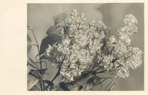 lilac flowery branch detail view