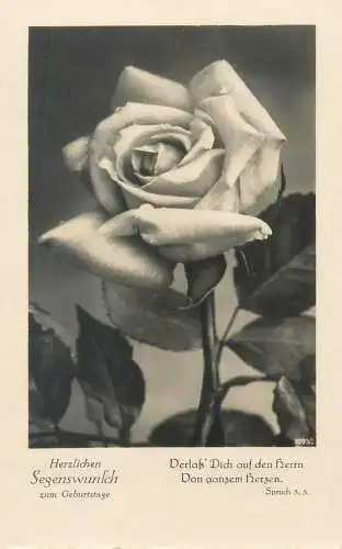 Birthday Greetings warm blessings garden rose
