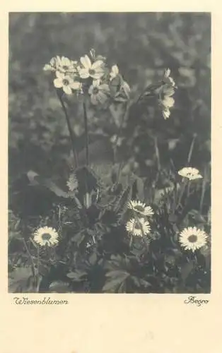meadow flowers daisies wild flora