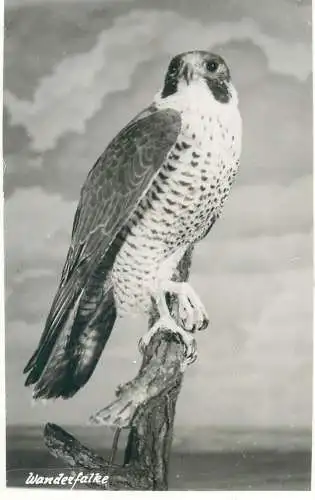 Peregrine Falcon bird photo