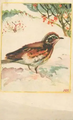 Animals in art  bird illustration