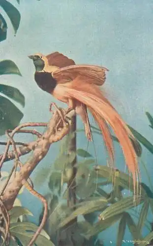 Paradiesvogel illustration