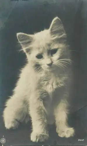 animal kitten photo