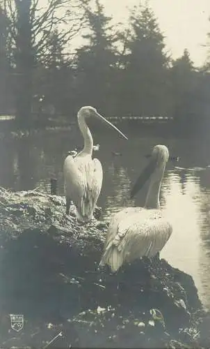 pelican wild water birds photo