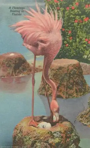 USA Florida Hialeah Park flamingo nesting