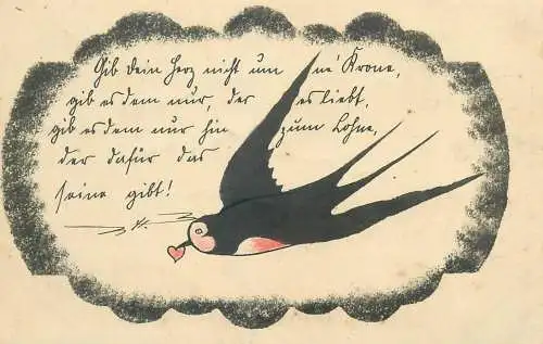 swallow drawing illustration