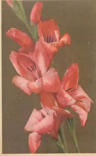 Postcard flowers gladioulus gandaverisis
