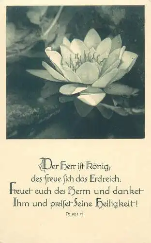 Flora Postcard water lily