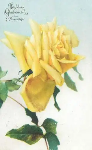 Postcard yellow garden rose