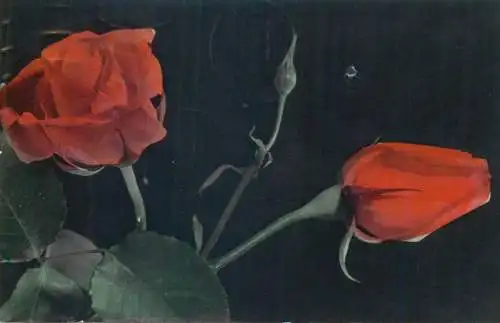 Postcard red garden roses still life detail view