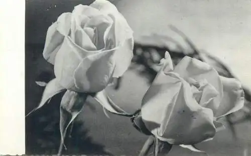 Flora Postcard still life roses detail aspect