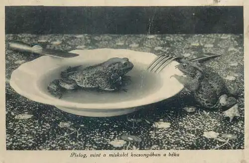 Postcard Hungary Miskolc frog in plate