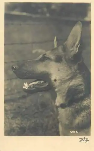 German shepherd dog breed vintage photography
