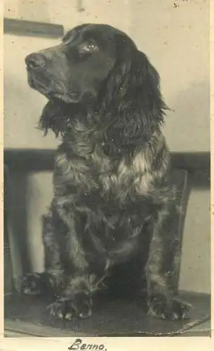 Cocker spaniel dog breed vintage photography