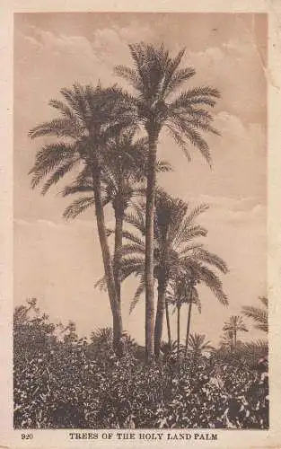 Trees of the Holy Land palms vintage postcard ( upper right corner crease damage )
