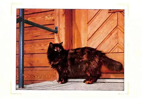 Cat chat Katze foto ca. 8 x 11 cm