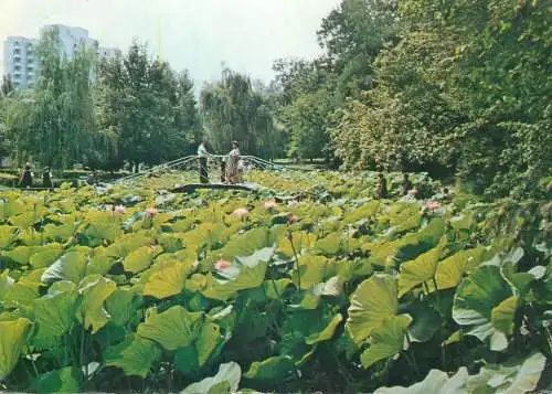 Romania Lacul cu nuferi Baile Felix Oradea