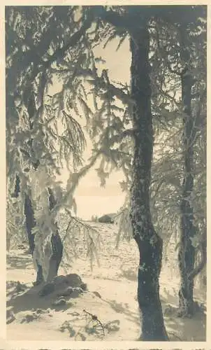 K. Metler Photohaus, Basel forest winter landscape detail view