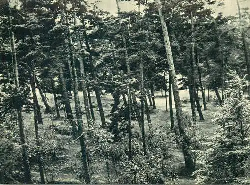 Postcard Lithuania Palanga a view from Birute Hill