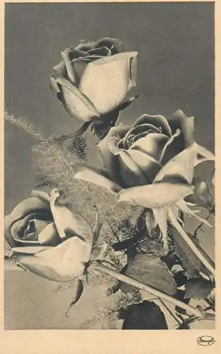 Postcard painting Germany flower rose