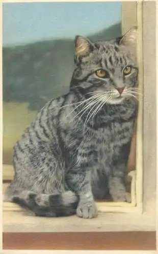 Postcard cat photo