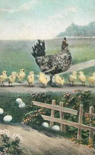 Postcard hen with chicken