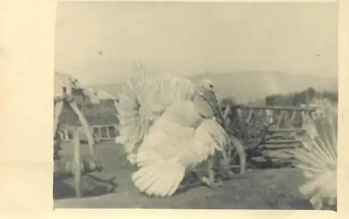 Postcard animal turkey real photo postcard poultry topical