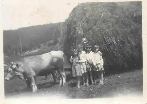 Photo ca. 6 x 9 cm social history children and cows 1934