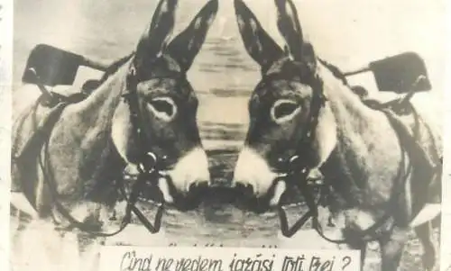 Photo ca. 6 x 9 cm social history Romania donkey joke