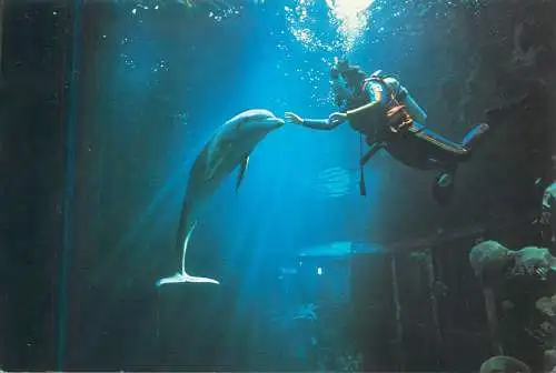 Postcard USA Florida Epcot Center Disney World divers in the deep humans and dolphins