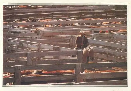Postcard USA Texas Amarillo cattle in the corral cowboy
