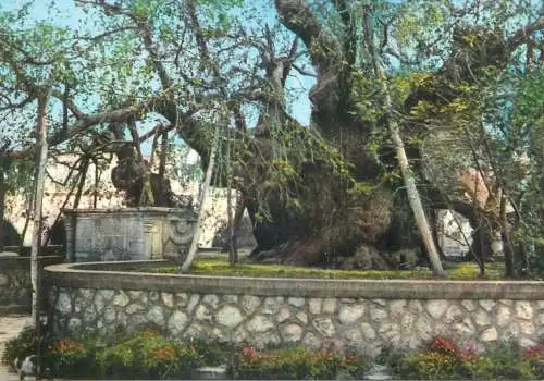 Postcard Greece Kos the platane-tree of Hippocrates