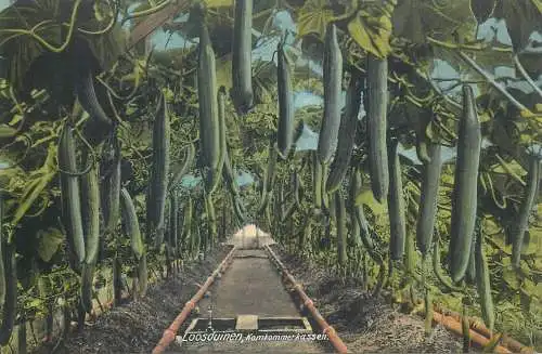 Postcard Netherlands Den Haag Loosduinen cucumber greenhouse inner view