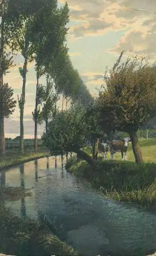 Postcard Germany Lower Rhine at Calcar cows picturesque natural landscape