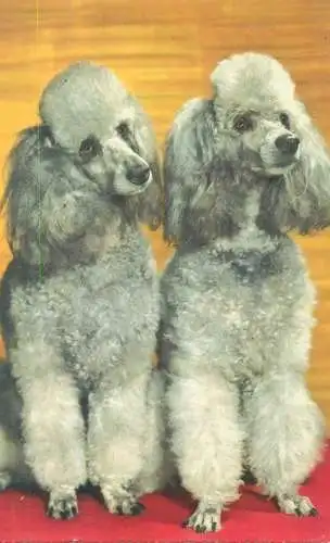 Post card poodle dogs