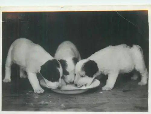 Postcard dog puppies eating