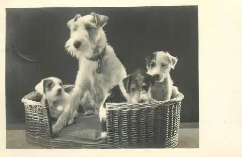 Postcard fox terrier dog with puppies