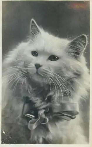 Postcard long-haired cat photo
