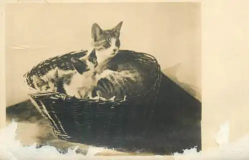 Postcard kittens photo
