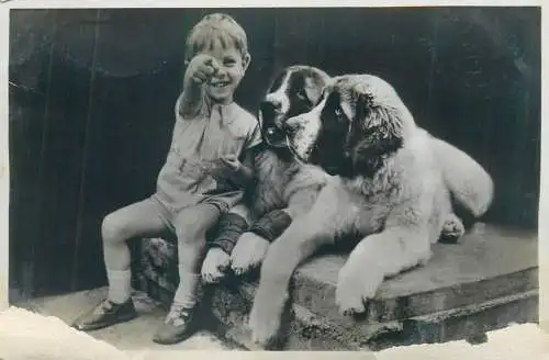 Postcard children types young boy with Saint Bernard dogs
