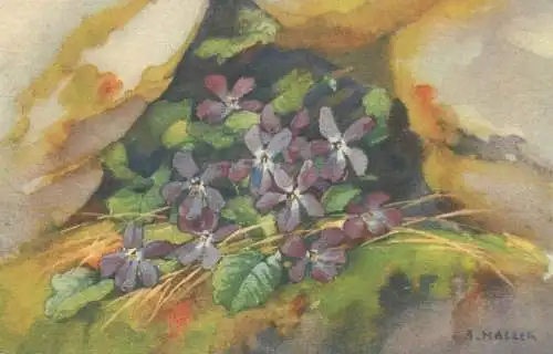 Flora signed painting A. Haller Postcard wild flowers