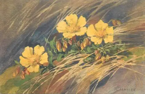 signed painting A. Haller Flora Postcard wild flowers