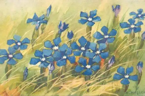 Flora Postcard wild flowers signed painting A. Haller