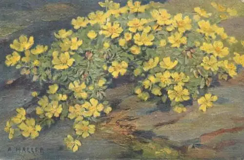 Flora Post card wild flowers signed painting A. Haller