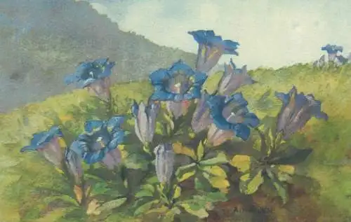 Flora Post card Gentiana acaulis cup mountain flower signed painting A. Haller