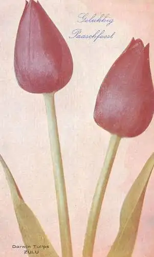 Easter greetings Postcard Darwin tulips