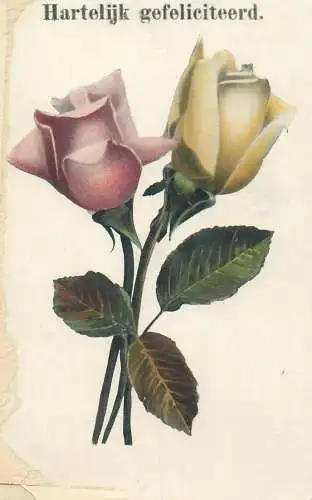 1915 Rotterdam Netherlands Heartfelt greetings Postcard roses