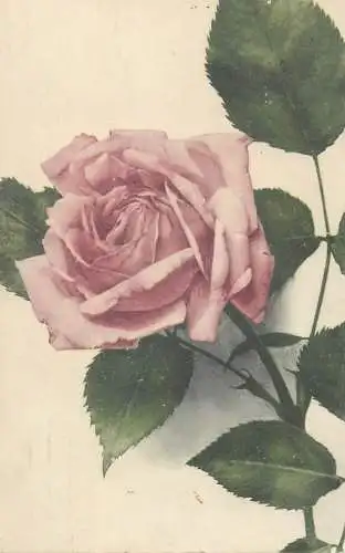 Dutch Postcard pink garden rose