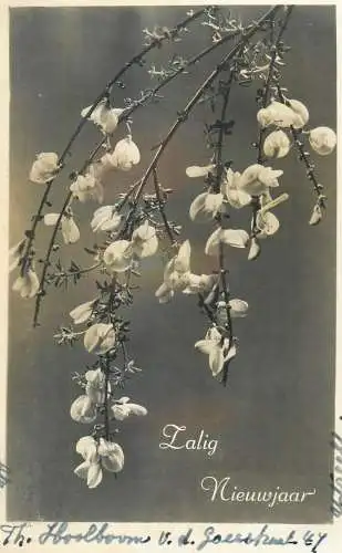 New Year Greetings Postcard flowery tree branch detail view